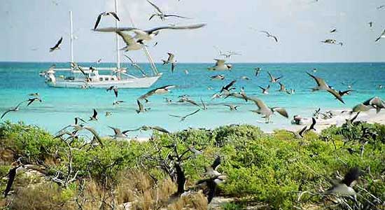 islas las aves venezuela