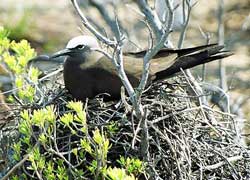 islas las aves venezuela