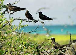 islas las aves venezuela