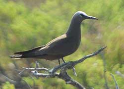 islas las aves venezuela