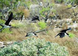 islas las aves venezuela