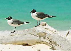 islas las aves venezuela