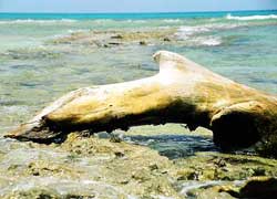 islas las aves venezuela