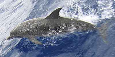 wildlife fish fishes dolphins delphins whales sharks see all that creatures from close, ecotourism being with the nature